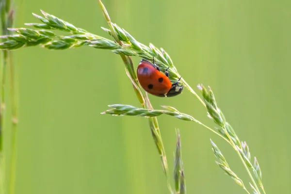무당벌레붉은 날개와 점박이 식물을 사냥하는 점박이 생물학적 역할을 천적을 농업을 — 스톡 사진