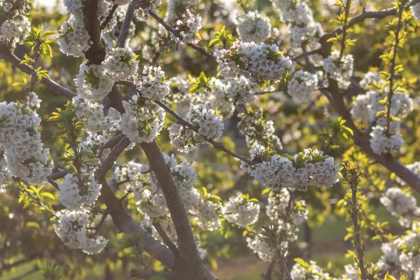 Krásný Bílý Květ Květiny Stromě Slunečný Den — Stock fotografie