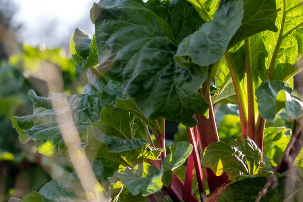 在田里或花园里种植有机蔬菜 — 图库照片