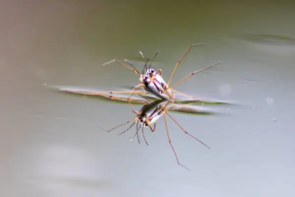 stock image two insects in pond water