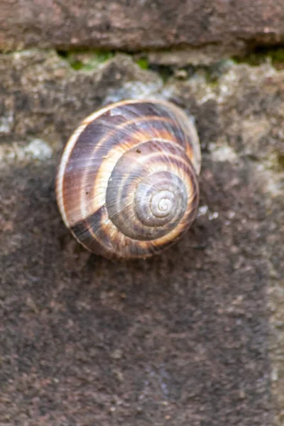 自然界中蜗牛在石头上的密闭 — 图库照片