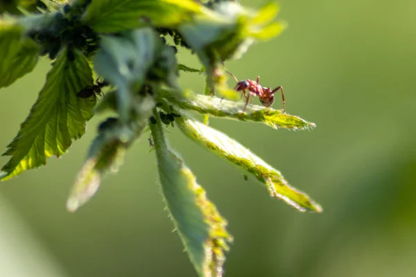 Ant Green Leaf Nature — Stock Photo, Image