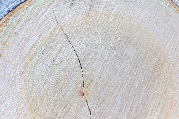 Close Cutting Tree Log — Stock Photo, Image
