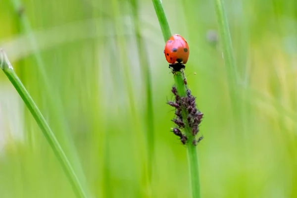 Yararlı Böcek Böceği Kırmızı Kanatları Siyah Noktalı Bitkileri Avlamak Biyolojik — Stok fotoğraf