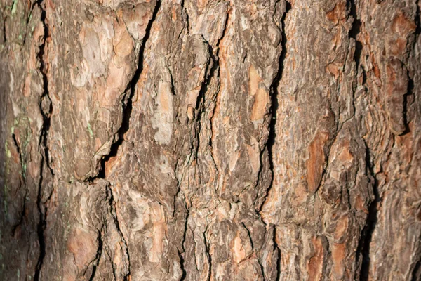 Bakgrunn Bark Fra Trær – stockfoto