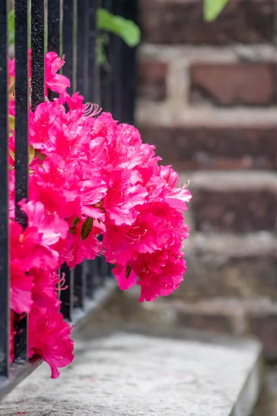 Beautiful Pink Flowers Iron Fence — Stock Photo, Image