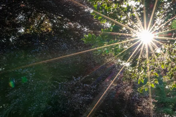 Солнце Светит Сквозь Деревья Лесу — стоковое фото