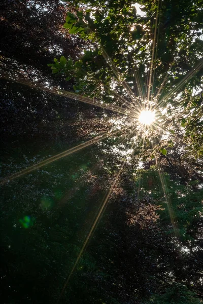 Sol Brilhando Através Árvores Floresta — Fotografia de Stock
