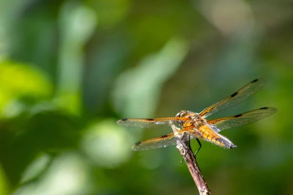Close Dragonfly Branch Nature — Stock Photo, Image