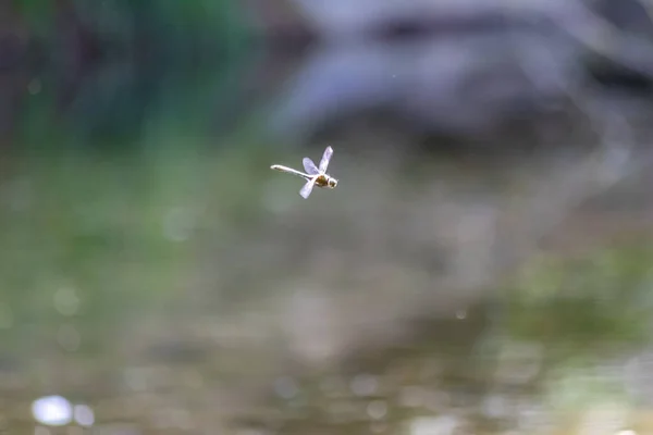 Flying Dragonfly Garden Pond Lake Summer Season Filigree Wings Talented — Stockfoto
