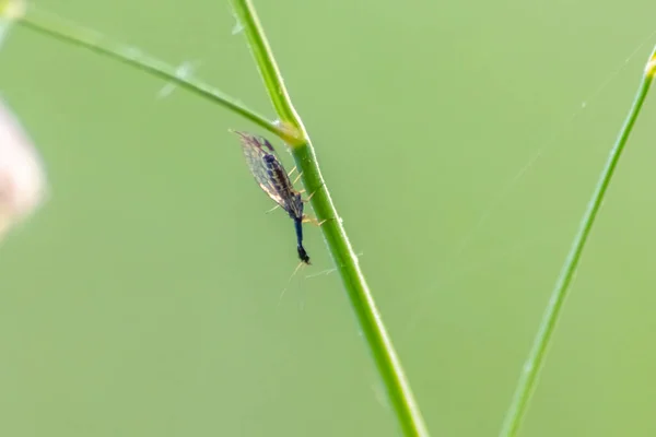 Insekt Auf Grünem Gras Der Natur — Stockfoto