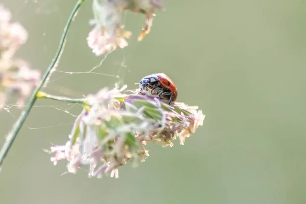 Yararlı Böcek Böceği Kırmızı Kanatları Siyah Noktalı Bitkileri Avlamak Biyolojik — Stok fotoğraf
