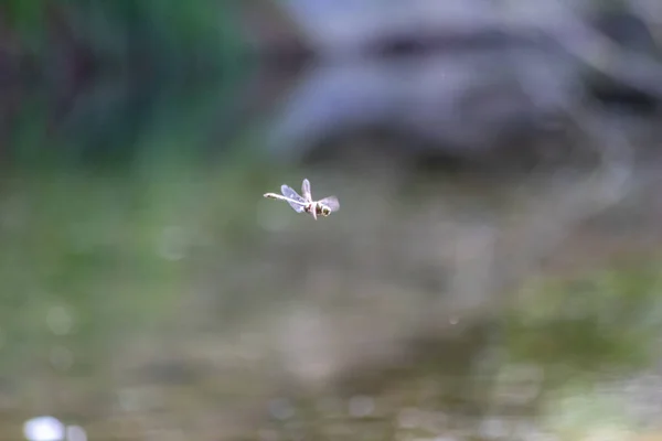 Libelle Über Verschwommenem Wasser Der Natur — Stockfoto