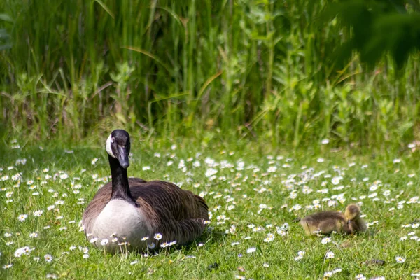 wild geese mother and baby on green meadow