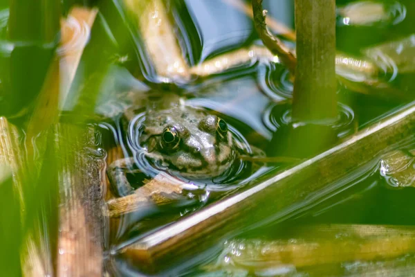 池の水の中の緑色のカエル — ストック写真