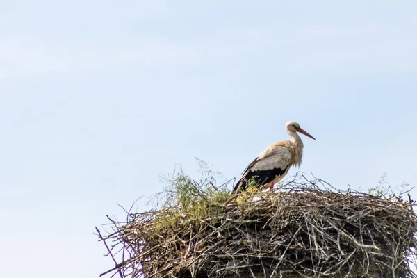Big White Stork Nest Prepares Nest Little Storks Mating Season - Stock-foto