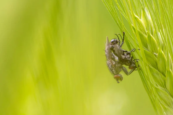Nahaufnahme Von Fliegen Auf Grünem Weizen — Stockfoto