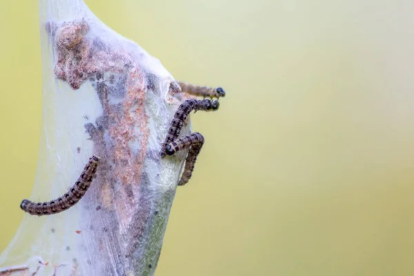 Many spinning moth caterpillars as canker worms in silky cocoon infest trees and attack plants as huge caterpillar colony before metamorphosis to spinning moth are a dangerous thread for organic farms