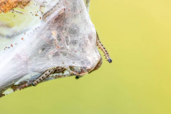 Viele Sich Drehende Mottenraupen Als Würmer Seidigen Kokons Befallen Bäume — Stockfoto