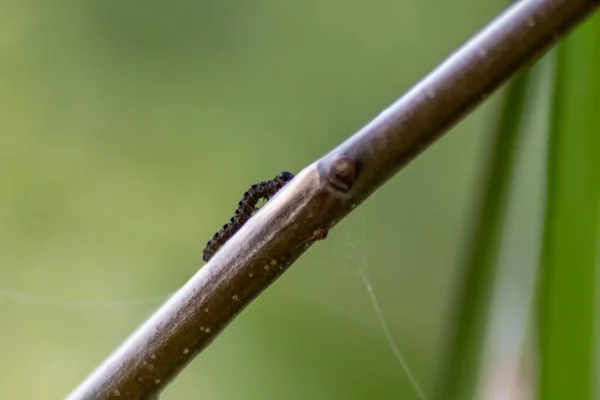 누에고치 통조림 벌레로 자리를 애벌레들은 나무를 식물을 공격하며 변형되어 나방이 — 스톡 사진