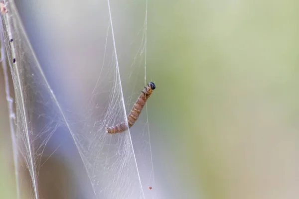 絹のような繭の害虫の木のカンカーワームとして多くの回転蛾の幼虫や 蛾を回転させる変態の前に巨大な毛虫コロニーとして植物を攻撃することは 有機農場のための危険な糸です — ストック写真