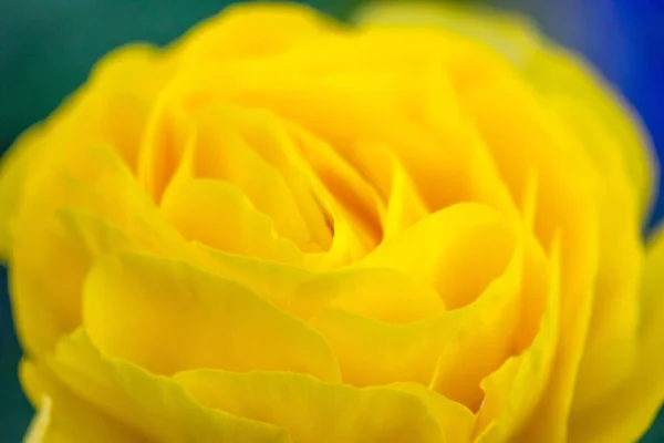 Nahaufnahme Der Schönen Gelben Blume lizenzfreie Stockfotos