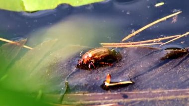 Susuzluk, bahçe göletindeki suda boğulan ya da susayan ve sıcak yaz kuraklığında su içen böcek olabilir. Erkek böcek hamamböceği gibi suyun içinde sürünen vahşi yaşam manzarası.