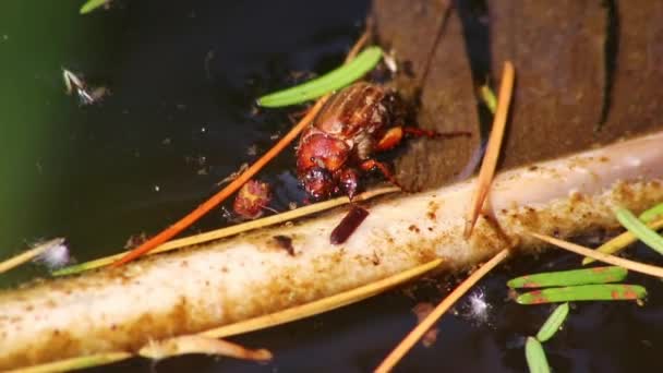 在炎热的夏季干旱中 口渴的人可能会在花园池塘的水里爬虫 在炎热的夏天 饮水的人可能会在水里爬虫 就像在野生动物的近景中 雄性昆虫的蟑螂可能会在水里爬虫 — 图库视频影像