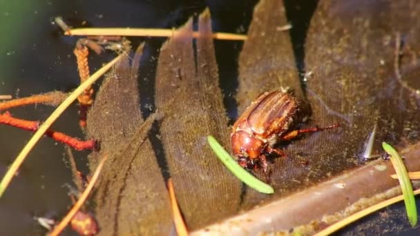 Thirsty May Beetle Water Garden Pond Drowning Thirsty Drinking Water — Stock Video
