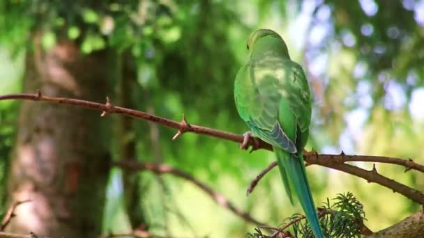 Gröna Rosenhalsade Parakiter Psittaculidae Tittar Uppmärksamt Sommaren Ett Träd Som — Stockvideo