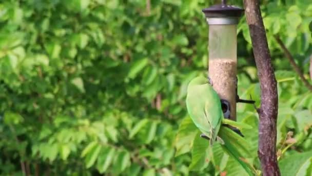 Green Ring Necked Parakeets Bird Feeder Fighting Food Seeds Nuts — Stock Video