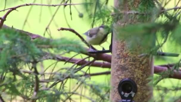 Hanging Bird Feeder Different Birds Blue Tits Great Spotted Woodpecker — Stockvideo