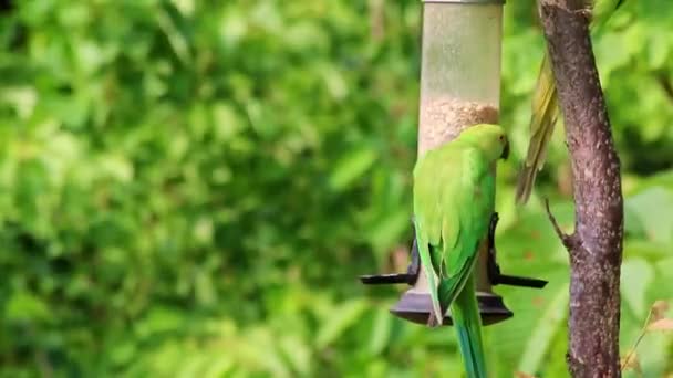 侵入種や熱帯鳥やエキゾチックなペット積極的な給餌として木にぶら下がっ種子やナッツのような食品のために戦う鳥のフィーダーで緑のリングネックパケットと緑の羽で空腹 — ストック動画