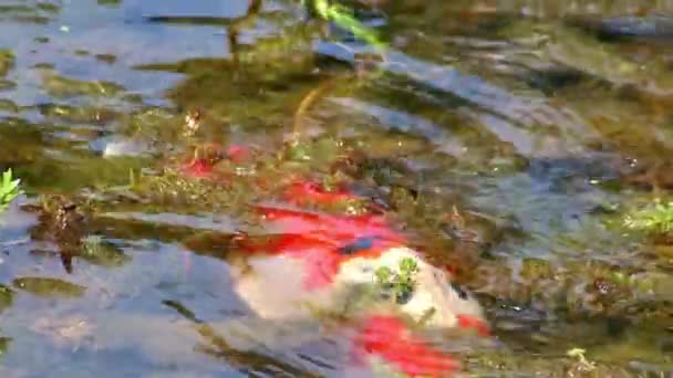 在阳光明媚的日子里 花园池塘里五彩缤纷的考伊鲤鱼在海藻中游来游去 在近景的宏观视野中吃藻类或营养过滤 而海藻中的大鱼则作为养鱼和养鱼 — 图库视频影像