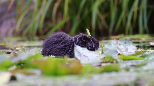 Natation Nutria Rat Musqué Rat Castor Rat Rivière Dans Étang — Video