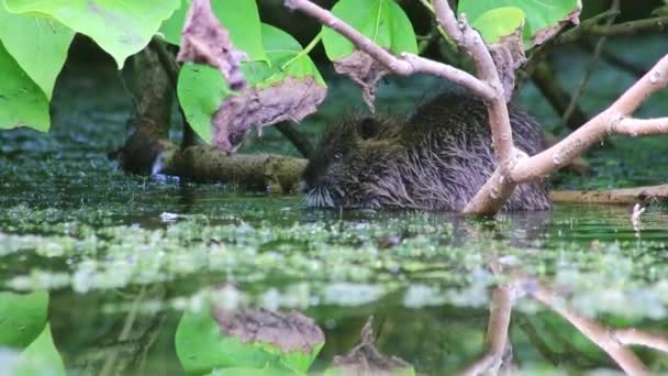 Nadando Nutria Rato Castor Rato Muskrat Rato Rio Lago Jardim — Vídeo de Stock
