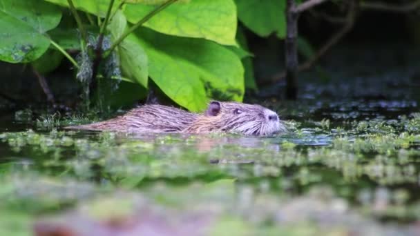 Bad Nutria Muskrat Bäver Råtta Eller Flod Råtta Trädgård Damm — Stockvideo