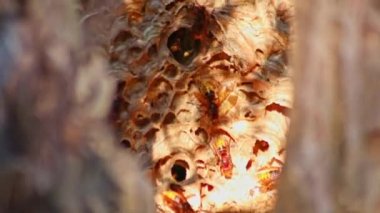 Avrupa arı kovanları, arı kovanlarının girmesini istilacılara karşı korur ve saldırgan saldırılar içeren ağaç gövdelerinde sarı ceketlerle koloni kuran tehlikeli bir zararlıdırlar.