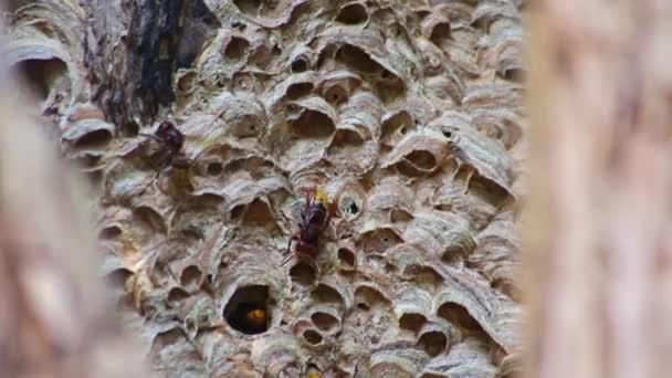 European Hornets Nest Defend Entry Hornets Nest Combs Invaders Dangerous — Stock Video