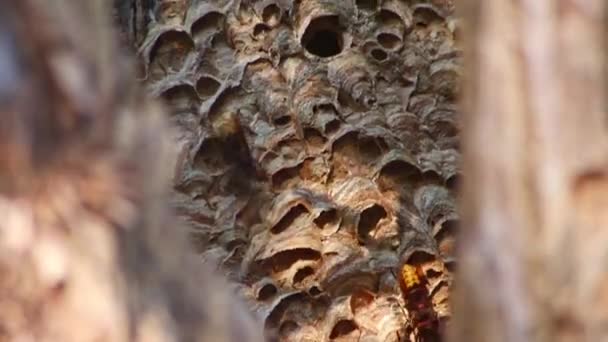 Europäische Hornissennester Verteidigen Den Eingang Ihrer Hornissennestkämme Gegen Eindringlinge Und — Stockvideo