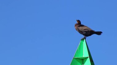 Sütunun tepesinde oturan büyük karabatak (Phalacrocorax carbo)