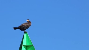 Sütunun tepesinde oturan büyük karabatak (Phalacrocorax carbo)