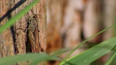 Ağaç gövdesine cırcır böceği yakın plan. 