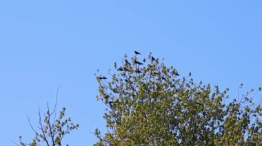 Kuzgunlar ağaçlarda oturuyor.