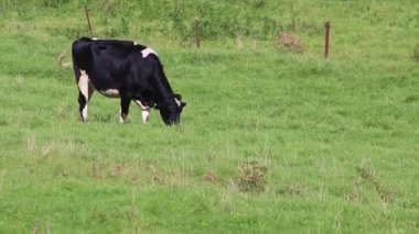 Yeşil alanda otlayan inekler