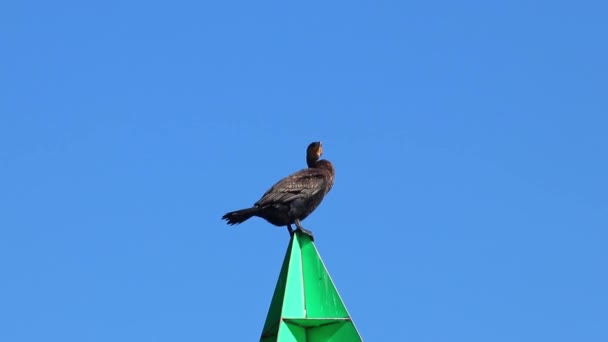 Great Cormorant Phalacrocorax Carbo Sitting Top Pillar — Stock Video