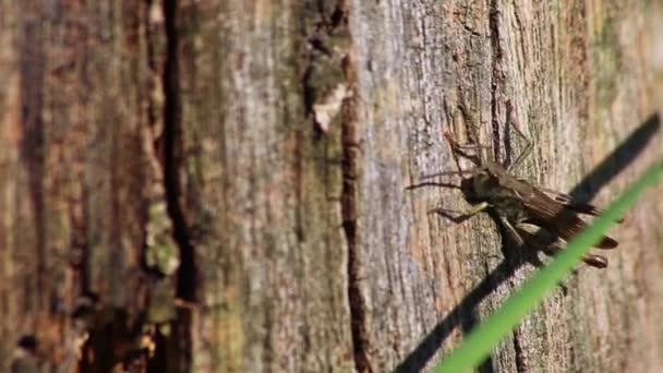 Ağaç Gövdesine Cırcır Böceği Yakın Plan — Stok video