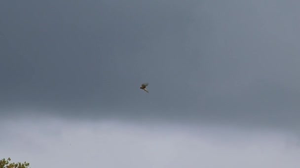 Flying Falcon Hunting Falconidae Shaking Flight Looking Prey Mice Rabbits — Vídeo de stock