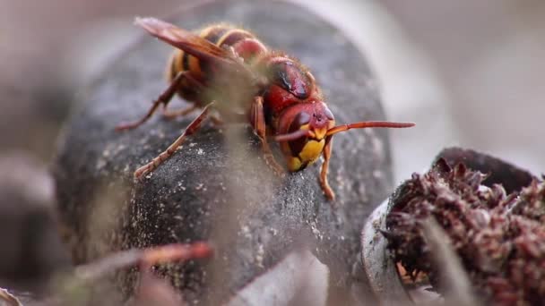欧洲大黄蜂在独自留下蜂窝后倒地倒地而死 这仍然是一种危险的有毒害虫 它在树干上堆放着刺鼻的黄色夹克 或试图进行侵略性的攻击 从而形成蜂群 — 图库视频影像