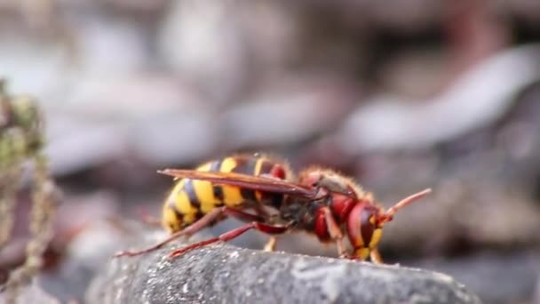 Arı Kovanını Yalnız Bıraktıktan Sonra Yere Düşen Avrupa Eşekarısı Sürüsü — Stok video